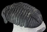 Drotops Trilobite - Excellent Faceted Eyes #76406-4
